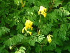 Pseudofumaria lutea (Corydalis lutea)Gele helmbloem bestellen